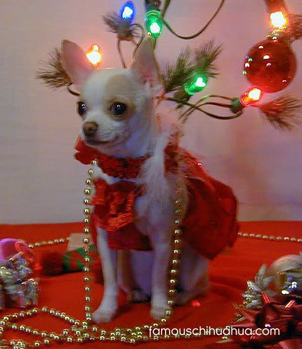 Cute Chihuahuas dressed up for Christmas. Chihuahua Christmas contest.