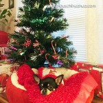 chihuahua under christmas tree