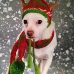 chihuahua in christmas hat and scarf