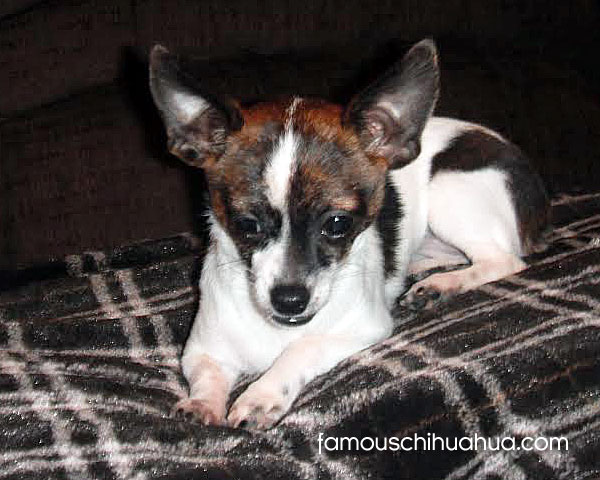 brown and white chihuahua puppy