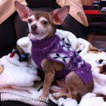 cooper famous chihuahua