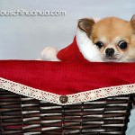 chihuahua in christmas basket