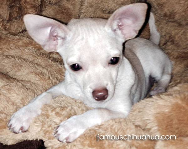 white chihuahua puppy