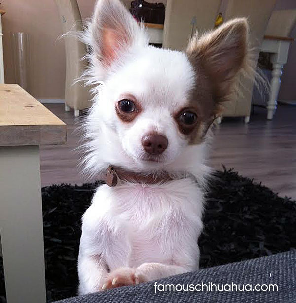 long haired chihuahua