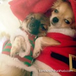 chihuahuas in christmas clothes