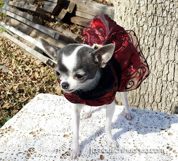 teacup chihuahua in dress