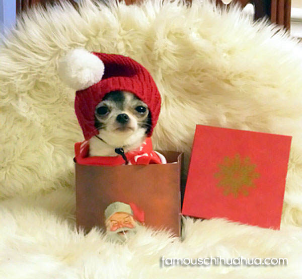 teacup chihuahua in gift box