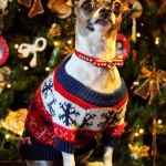 chihuahua in christmas sweater