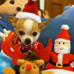 chihuahua in christmas picture