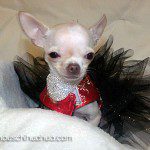 millie teacup chihuahua