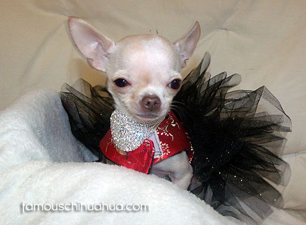 teacup chihuahua in tutu