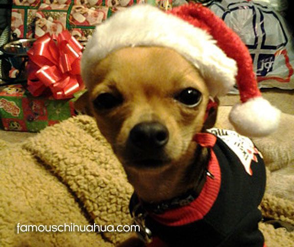 Cute Chihuahuas dressed up for Christmas. Chihuahua Christmas contest.