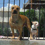 pitbull and chihuahua