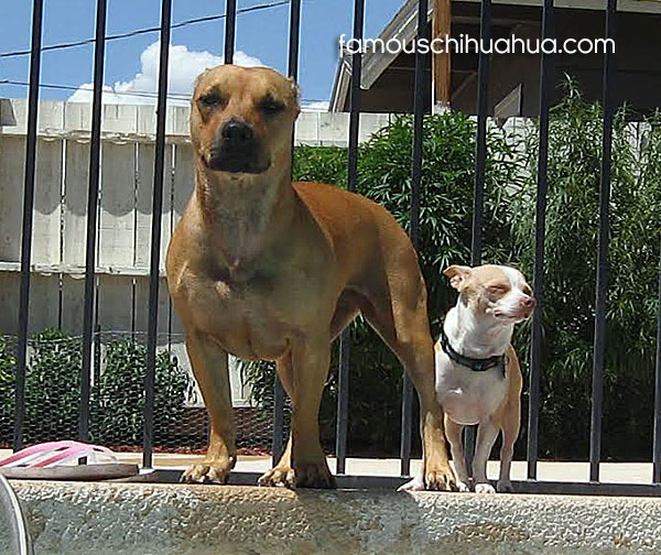 pitbull and chihuahua
