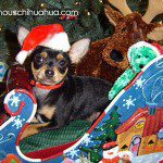 scout christmas chihuahua