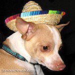 short haired chihauhua