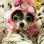 teacup chihuahua babyjade