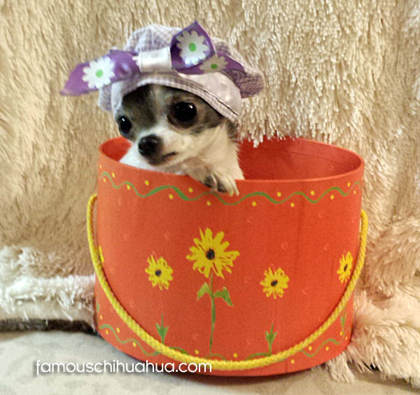 teacup chihuahua in bucket