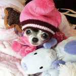 teacup chihuahua jade