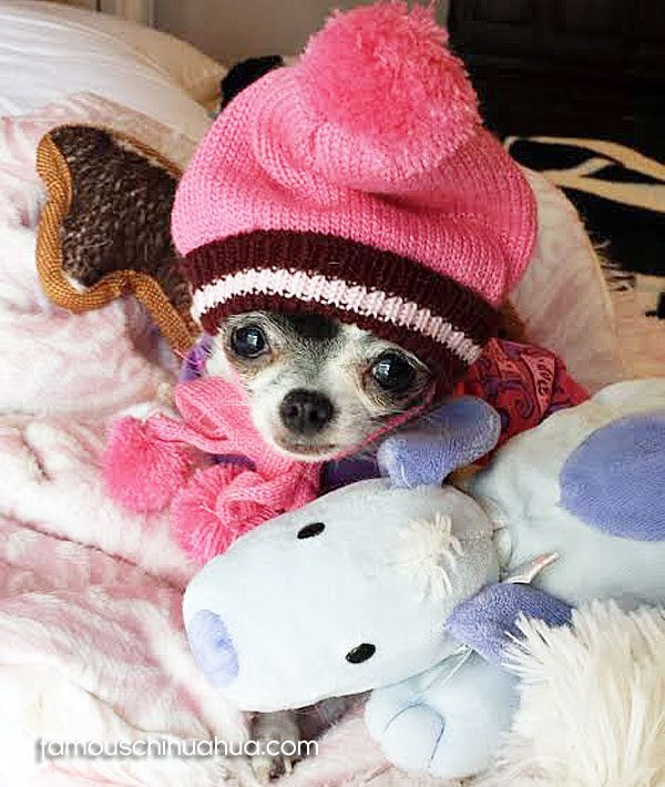 teacup chihuahua dog