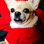 famous chihuahua tinkerbell