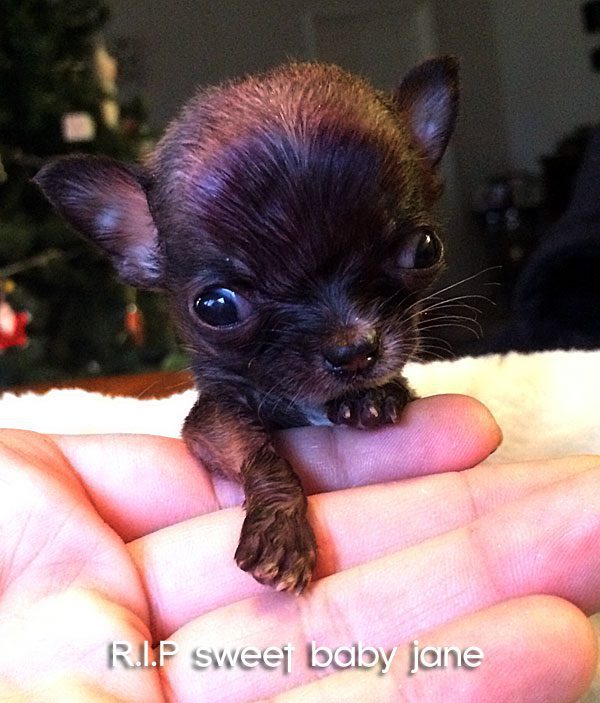 tiny teacup chihuahua