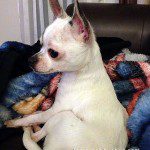 zues rescue chihuahua