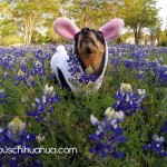 chihuahua in flowers