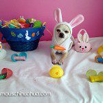 easter chihuahua bunny