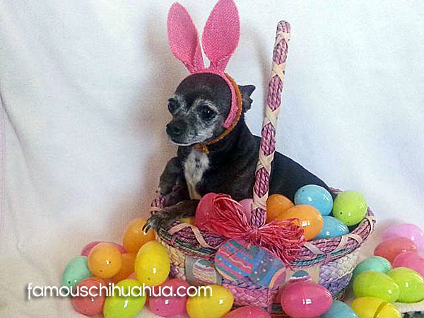 easter bunnny chihuahua