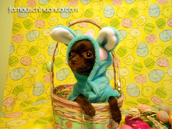 chihuahua bunny in basket