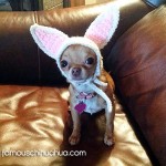teacup chihuahua easter bunny