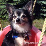 sargent pepperchihuahua