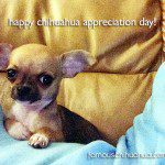 baby chihuahua appreciation day
