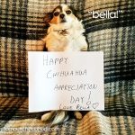 bella chihuahua appreciation day