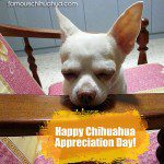 buddy chihuahua appreciationday