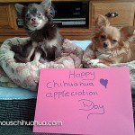 happy chihuahua appreciation day!