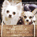 happy chihuahua appreciation day!