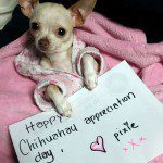 happy chihuahua appreciation day!