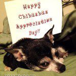 happy chihuahua appreciation day!