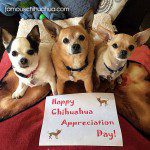 happy chihuahua appreciation day!