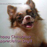 happy chihuahua appreciation day!