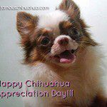 happy chihuahua appreciation day!