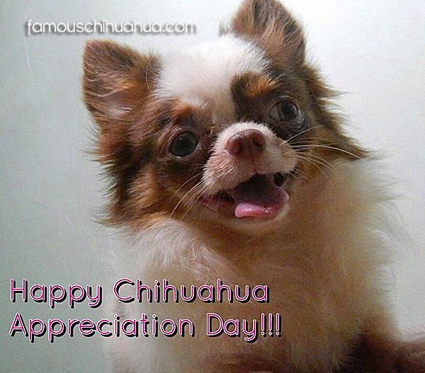 happy chihuahua appreciation day!