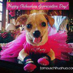 happy chihuahua appreciation day!