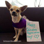 happy chihuahua appreciation day!