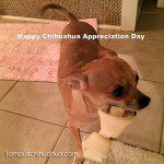 chihuahua day appreciation