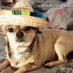 chihuahua wearing sombrero