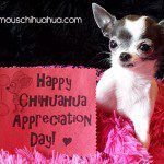 happy chihuahua appreciation day!