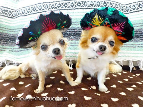 cute teacup chihuahuas in sombreros